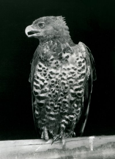 A Crowned Eagle Perched at London Zoo, November 1923 by Frederick William Bond